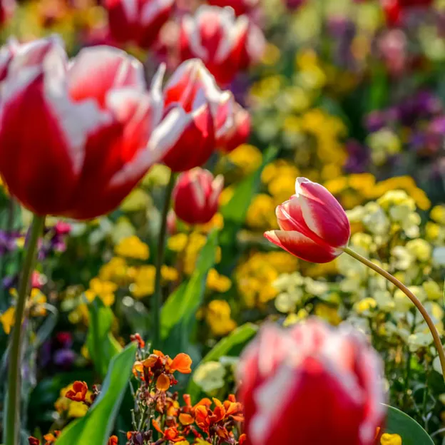 Springtime At The Christchurch Botanical Gardens — photograph 17 of 86