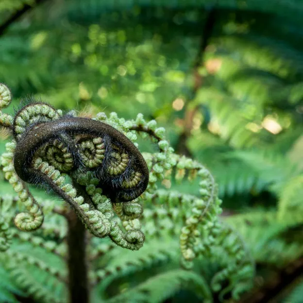 The NZ Garden At The Christchurch Botanical Gardens — photograph 52 of 52