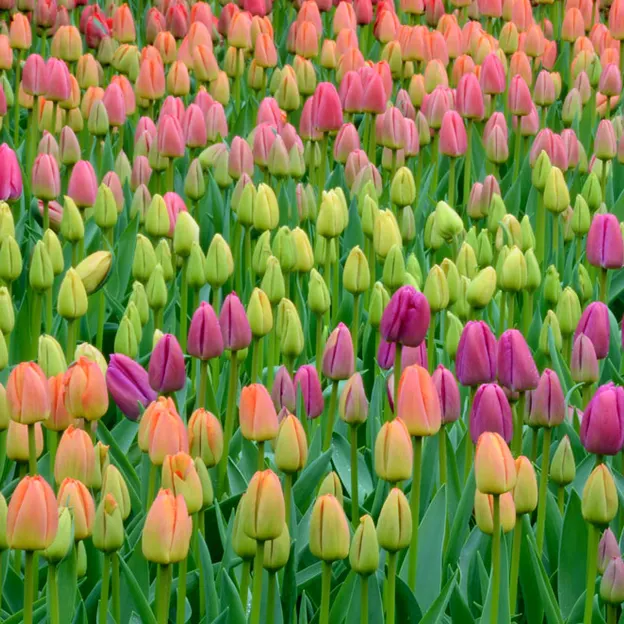 Keukenhof 2012 — photograph 15 of 33