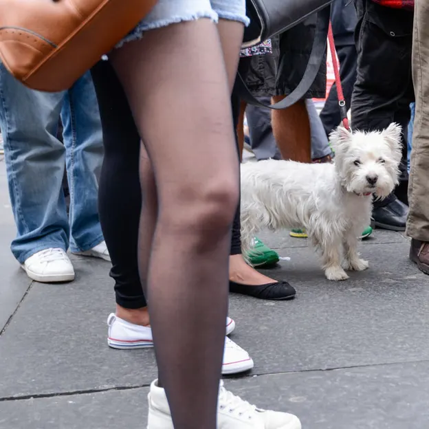 Dogs — photograph 10 of 20