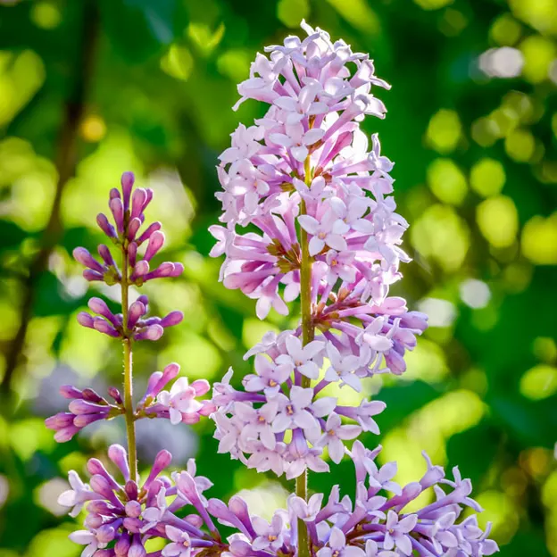Springtime At The Christchurch Botanical Gardens — photograph 82 of 86