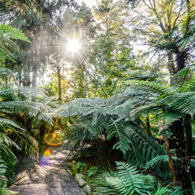 The NZ Garden At The Christchurch Botanical Gardens — photograph 16 of 52