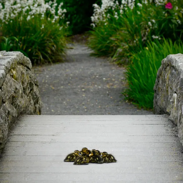 Ducklings Of The Christchurch Botanical Gardens — photograph 19 of 22