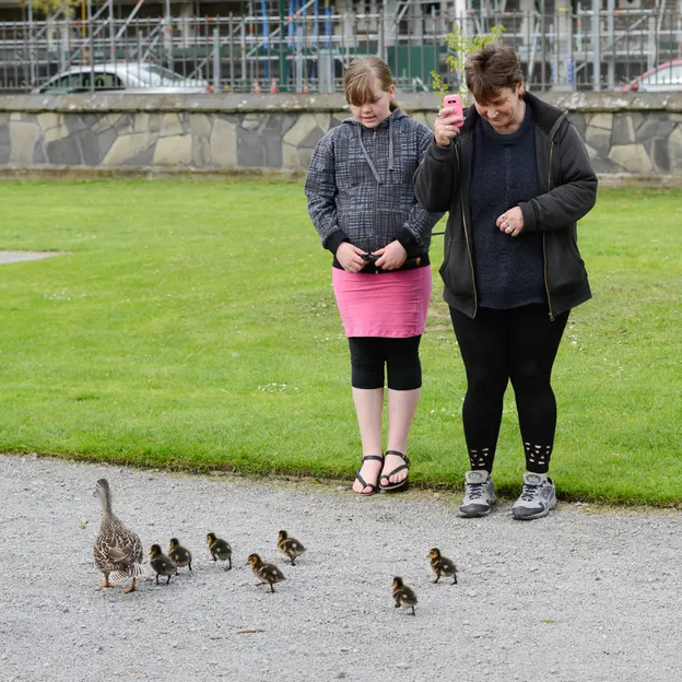 Ducklings Of The Christchurch Botanical Gardens — photograph 14 of 22