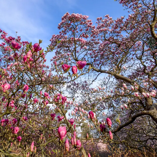 Magnolias In The Christchurch Botanical Gardens — photograph 11 of 17