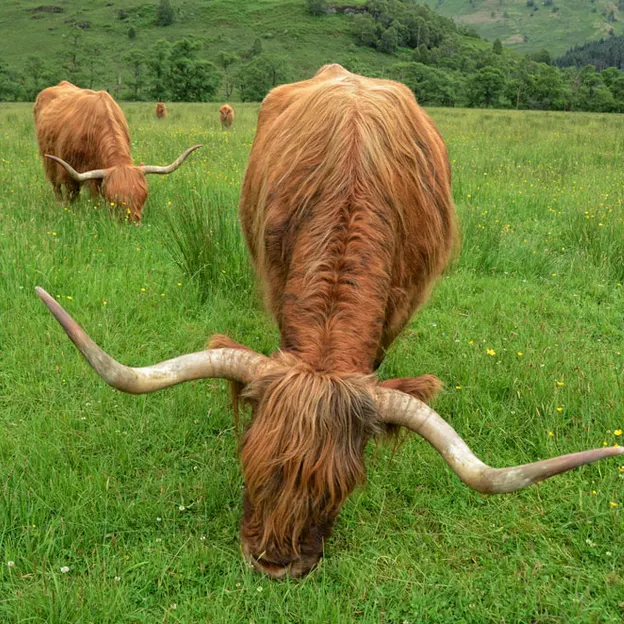 Scotlands Countryside 2012 — photograph 50 of 99