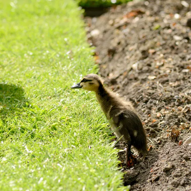 Ducklings Of The Christchurch Botanical Gardens — photograph 15 of 22