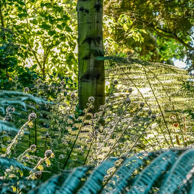 The NZ Garden At The Christchurch Botanical Gardens — photograph 39 of 52