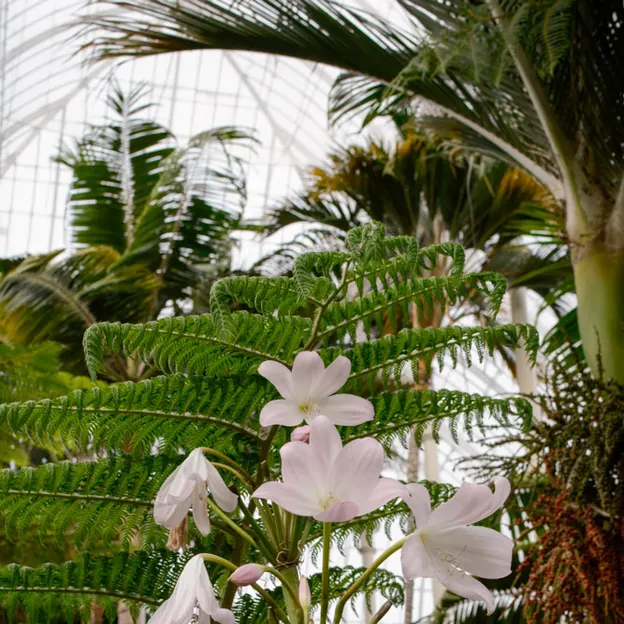 Royal Botanical Glasshouse — photograph 14 of 15