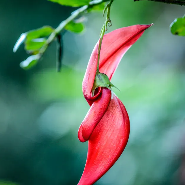 The NZ Garden At The Christchurch Botanical Gardens — photograph 23 of 52