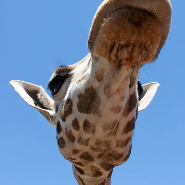 Animals — photograph 40 of 83