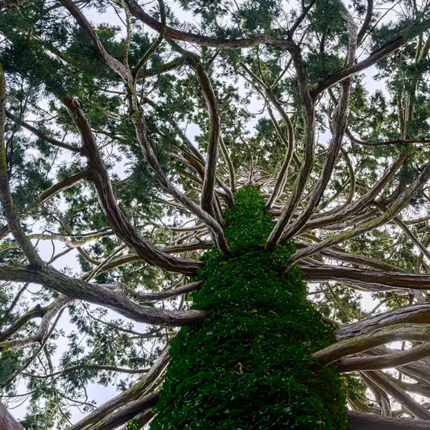 The Trees Of The Christchurch Botanical Gardens — photograph 18 of 22
