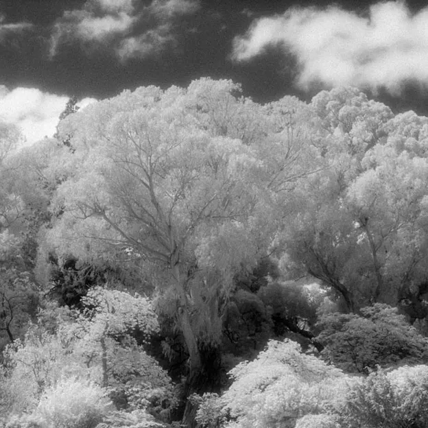 2005 Negative Film Scans — photograph 21 of 42