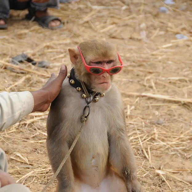 Incredible India 2010 — photograph 77 of 289