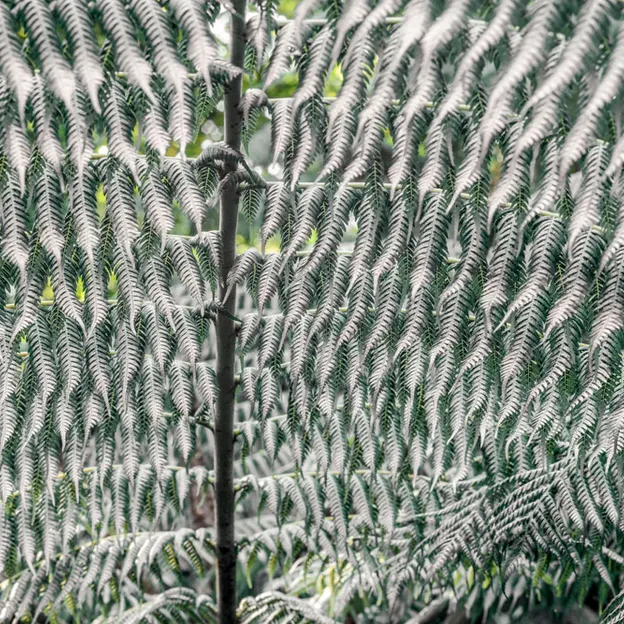 The NZ Garden At The Christchurch Botanical Gardens — photograph 17 of 52