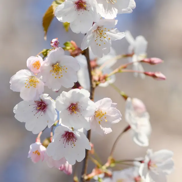 Blossoms At The Christchurch Botanical Gardens — photograph 14 of 22