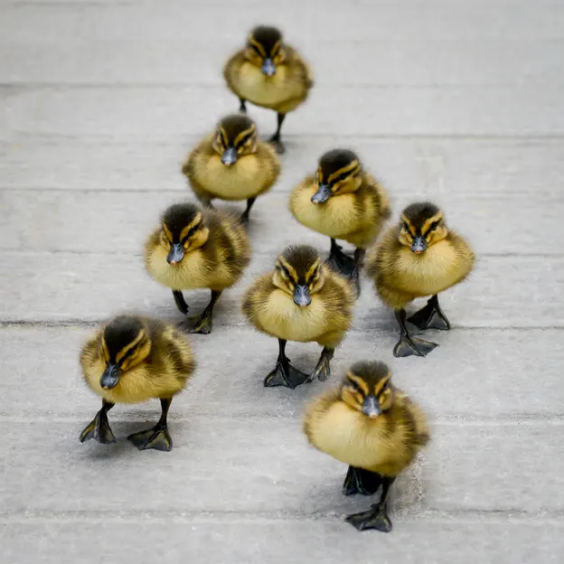Ducklings Of The Christchurch Botanical Gardens — photograph 22 of 22