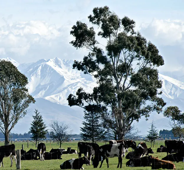 Canterbury, New Zealand — photograph 29 of 40