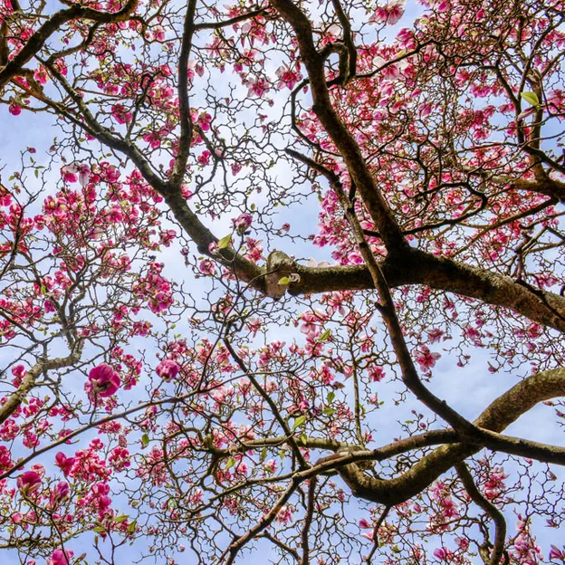 Magnolias In The Christchurch Botanical Gardens — photograph 14 of 17