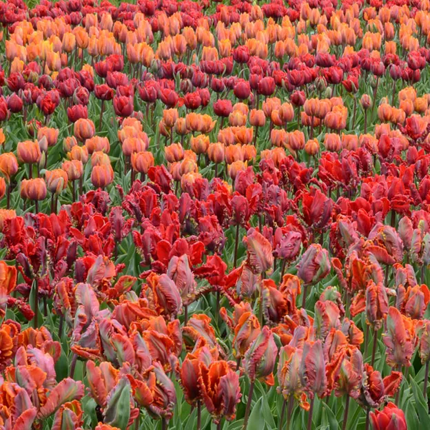 Keukenhof 2012 — photograph 10 of 33