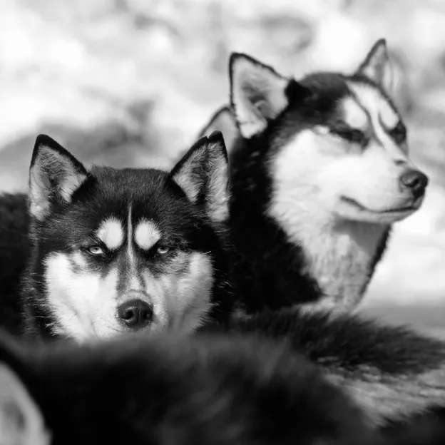Animals — photograph 21 of 83