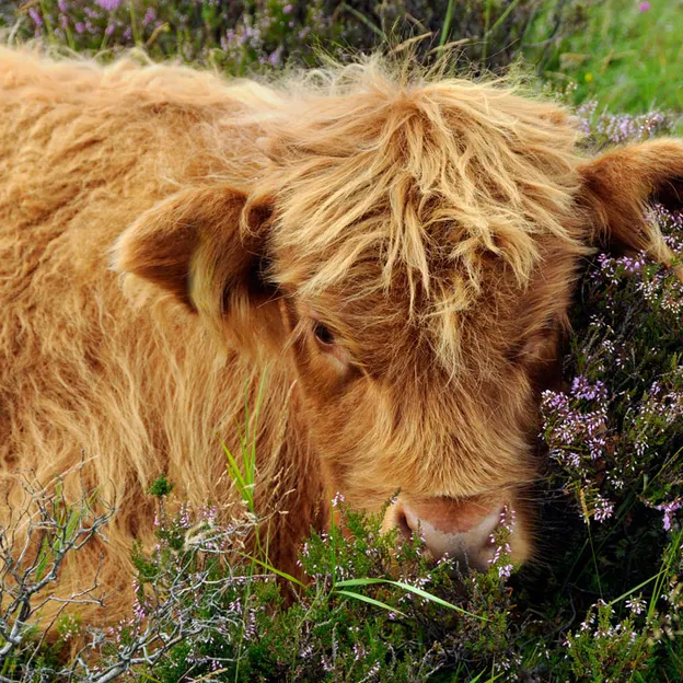 Scotland 2009 — photograph 77 of 108