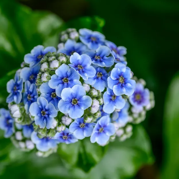 Springtime At The Christchurch Botanical Gardens — photograph 52 of 86