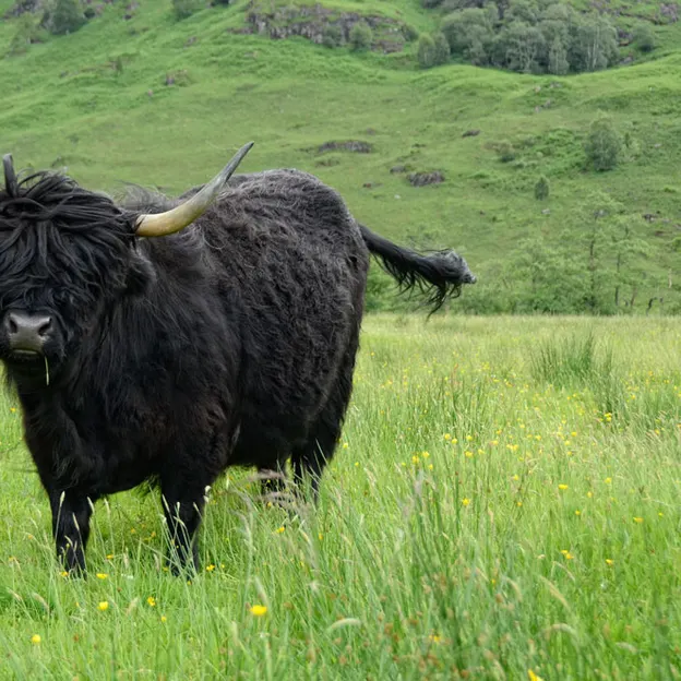 Scotlands Countryside 2012 — photograph 54 of 99