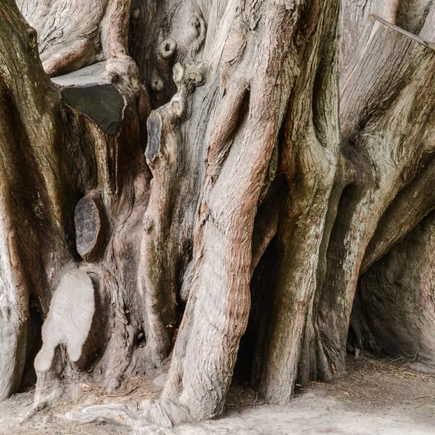 The Trees Of The Christchurch Botanical Gardens — photograph 11 of 22