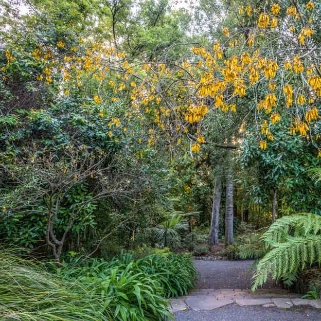 The NZ Garden At The Christchurch Botanical Gardens — photograph 35 of 52