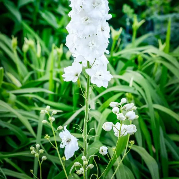 Springtime At The Christchurch Botanical Gardens — photograph 83 of 86
