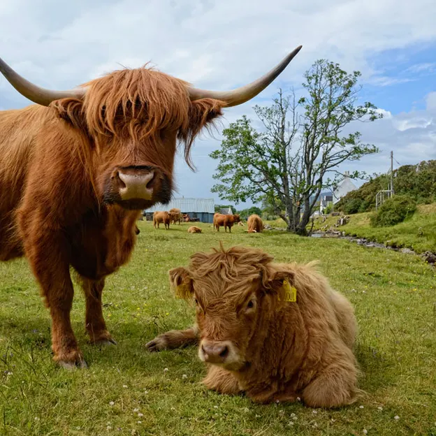 Scotlands Countryside 2012 — photograph 41 of 99
