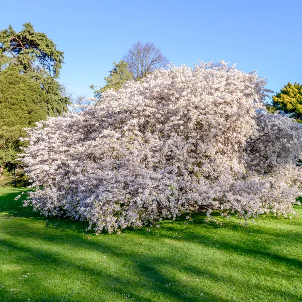 Blossoms At The Christchurch Botanical Gardens — photograph 11 of 22