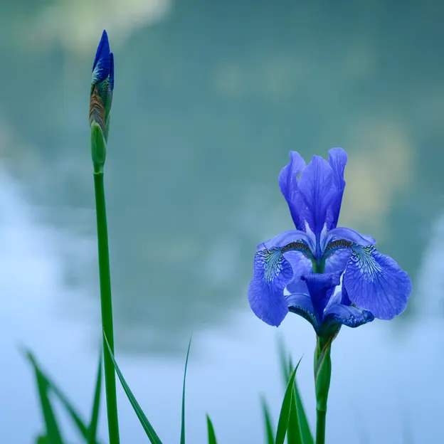 The Water Garden Of The Christchurch Botanical Gardens — photograph 11 of 12