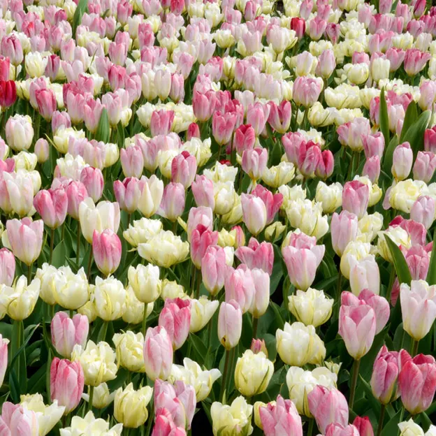 Keukenhof 2012 — photograph 12 of 33