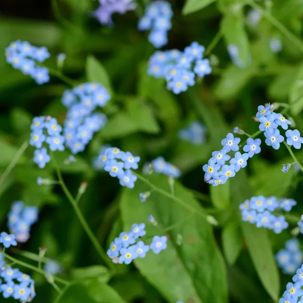 Springtime At The Christchurch Botanical Gardens — photograph 39 of 86