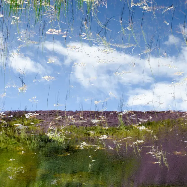 Natural Abstracts — photograph 10 of 16