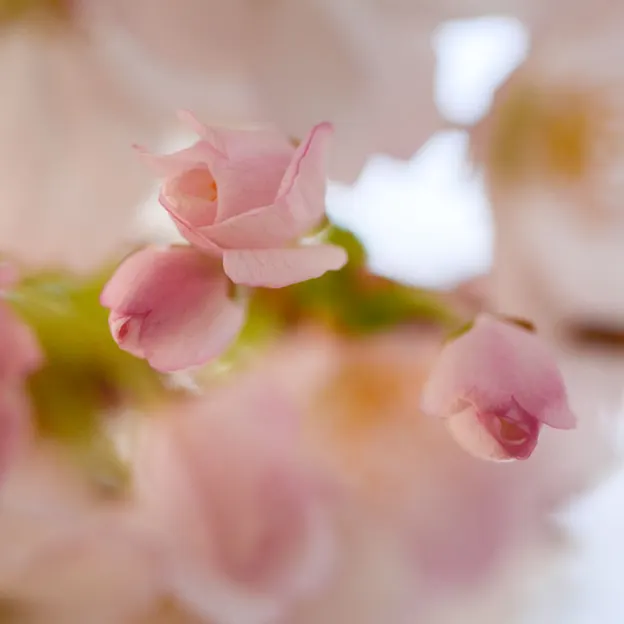 Blossoms At The Christchurch Botanical Gardens — photograph 21 of 22