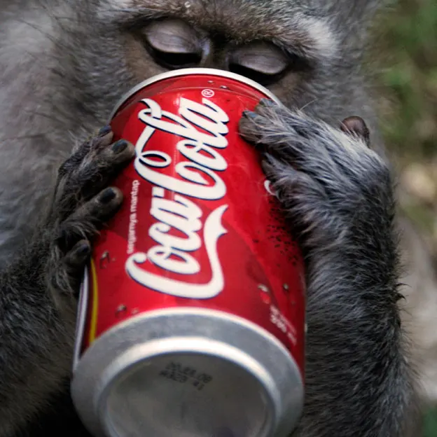 Animals — photograph 26 of 83
