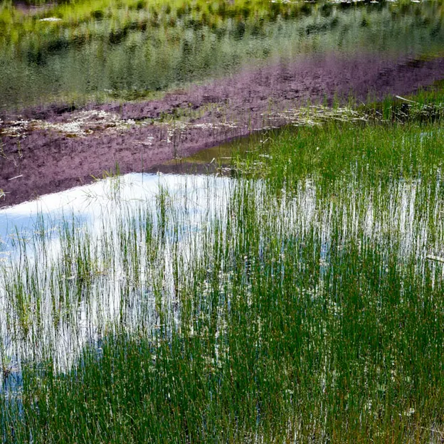 Natural Abstracts — photograph 9 of 16