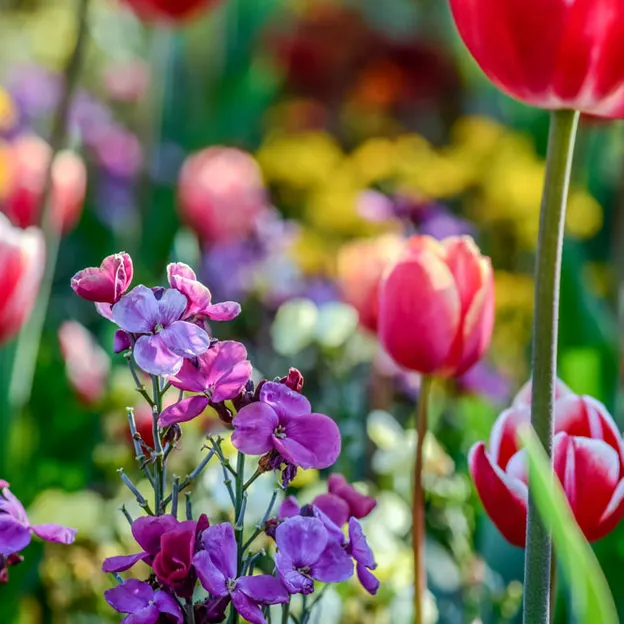 Springtime At The Christchurch Botanical Gardens — photograph 19 of 86