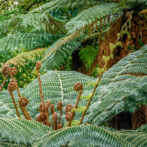 The NZ Garden At The Christchurch Botanical Gardens — photograph 31 of 52