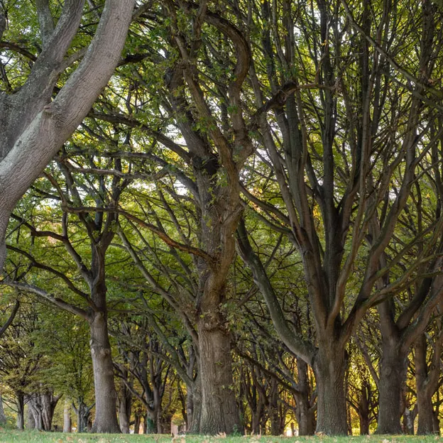 25.4.2020 North Hagley Park — photograph 23 of 38