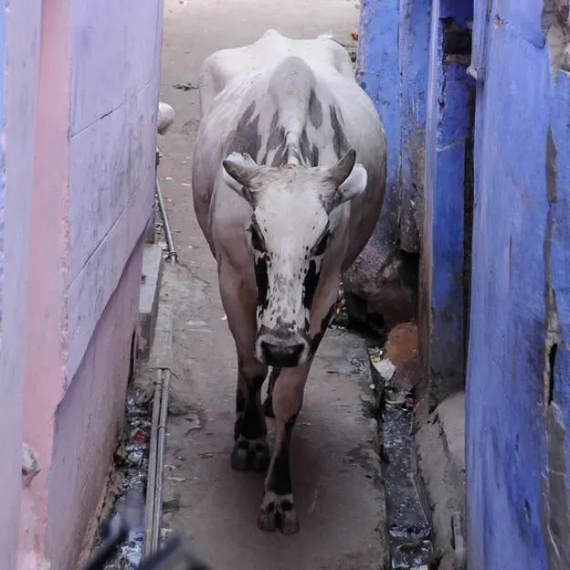 Incredible India 2010 — photograph 117 of 289