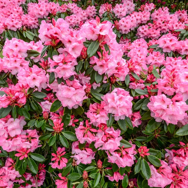 Springtime At The Christchurch Botanical Gardens — photograph 27 of 86