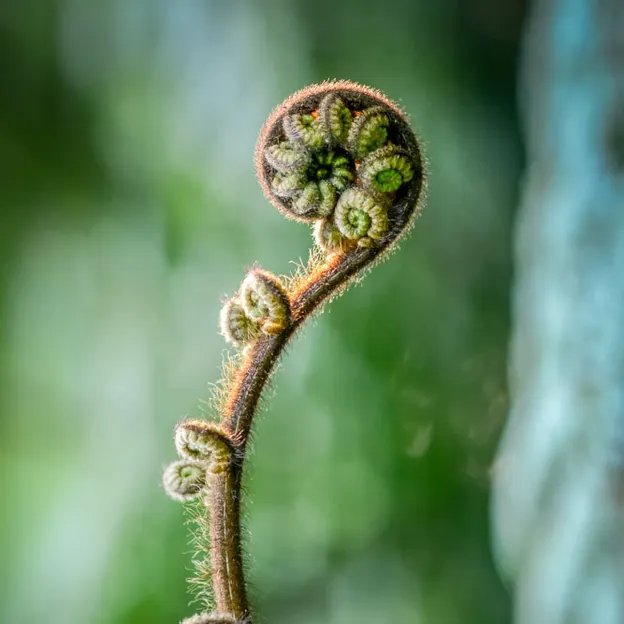 The NZ Garden At The Christchurch Botanical Gardens — photograph 40 of 52