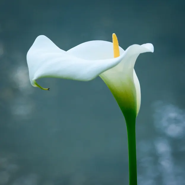 The Water Garden Of The Christchurch Botanical Gardens — photograph 9 of 12