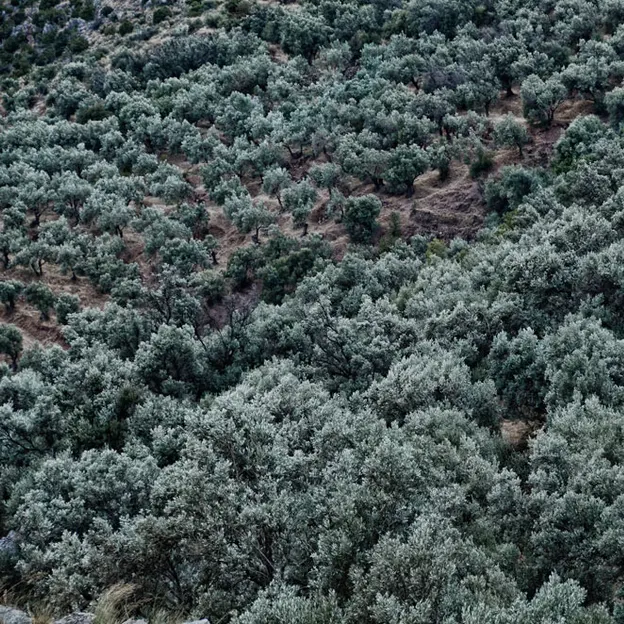 Delphi — photograph 15 of 15