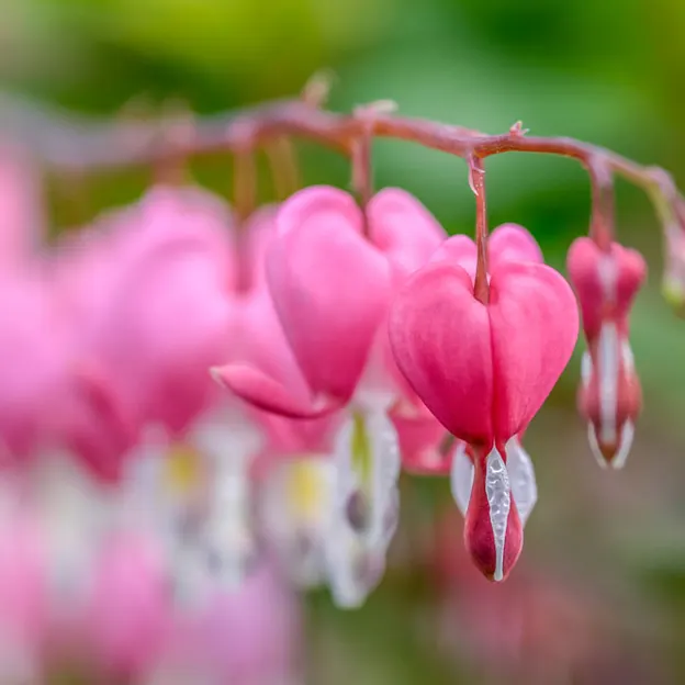 Springtime At The Christchurch Botanical Gardens — photograph 42 of 86