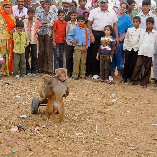 Incredible India 2010 — photograph 78 of 289